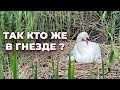 Кто занял гнездо лебедей? Сюрприз!