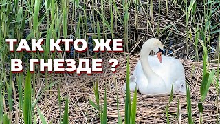 Кто занял гнездо лебедей? Сюрприз!