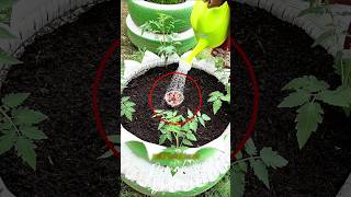 Why Smart Gardeners Lay Tomatoes Flat 🍅 #farming #gardening #tips