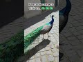 Peacock gave us a short visit in Lisbon 🦚🦚🦚#lisbon #fantasy #beautiful #peacock #fy