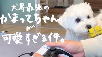 かまってちゃん Youtube
