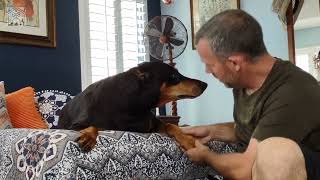 Honey the Doberman gets a nail trim by Gunther's Spot   639 views 1 year ago 2 minutes, 43 seconds