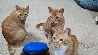 고양이 간식벨 첫 사용!! 7분만에 마스터 너 혹시??