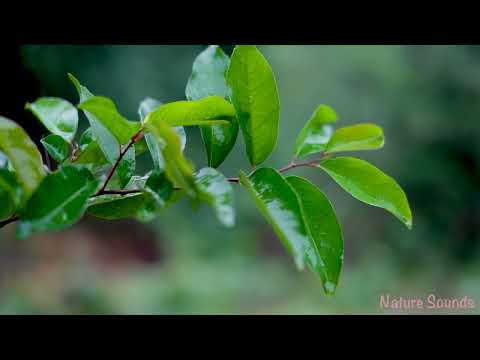 3 Hours Relaxing Piano & Rain Sounds 🌧️ Sleep Deeply, Reduce Stress, Study & Recharge