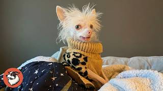 This Dog Looks So Unusual, People Dont Believe Shes Real