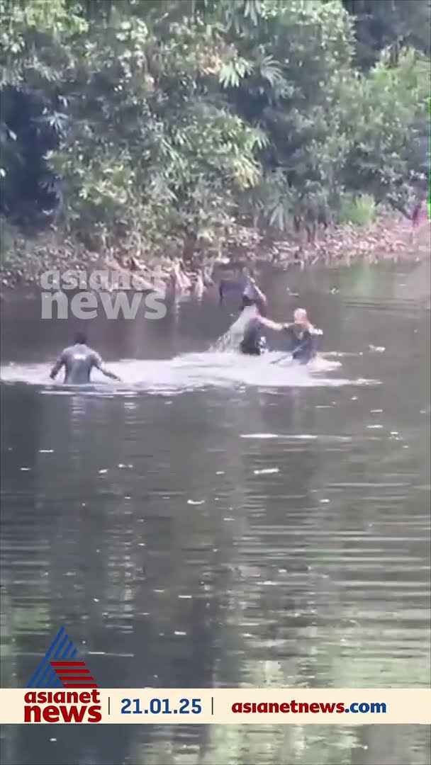 വെള്ളത്തിലിറങ്ങി സാഹസികമായി രാജ വെമ്പാലയെ പിടികൂടി ഫോറസ്റ്റ് സ്ട്രെക്കിങ് ഫോഴ്സ്