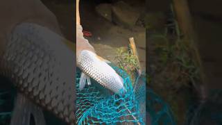 Oho, so big fish #eel #fish #fishing #big #catching #wow #shrimp #catchingfish #shortsvideo