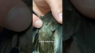 Kalau burung sering garuk badan. Bisa jadi ada kutu atau parasit yang mulai mengganggu. #burung