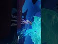 I miss the old vorukasha oasis... #genshinimpact