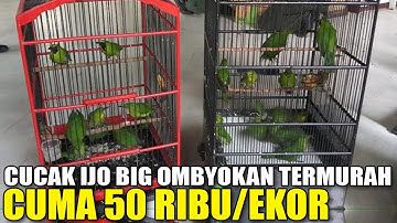 REJEKI 3 EKOR BURUNG 10 RIBU ! NEMU CUCAK IJO BODY BIG OMBYOKAN CUMA 50 RIBU INI JUALAN APA SEDEKAH?