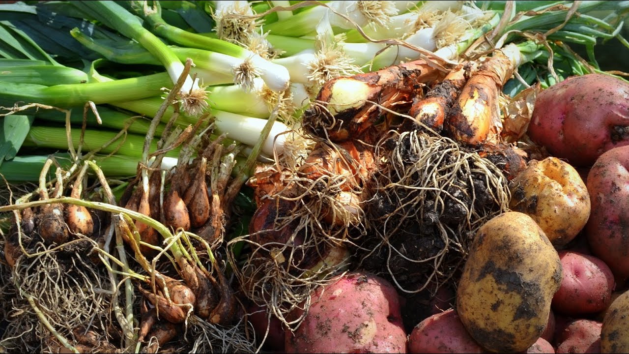 Harvesting Shallots & Potatoes & Leeks YouTube