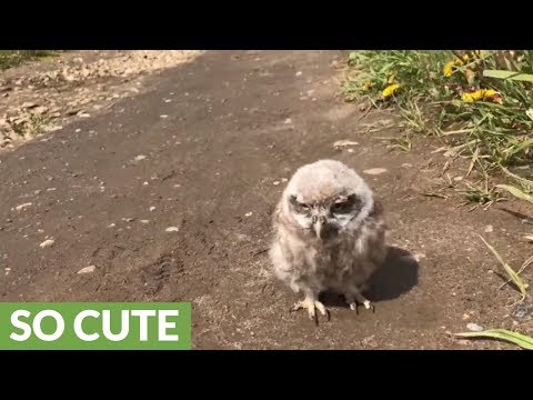 Baby pet owl goes for a walk