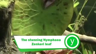 The Stunning Nymphaea Zenkeri Leaf