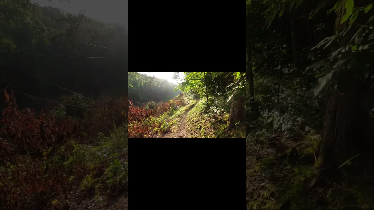 When the Sun Hits Just Right 🌞 | Trail Run Magic