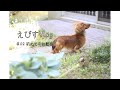 【保護犬】初めてのお散歩【カニンヘンダックスえびすの日常】