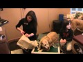 Calgary Vet Shows How to Make a Supportive Sling for Pet's Hind Legs