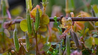 Celebrity 💣 Slow Motion Exploding Seed Pods 💥 Net Worth