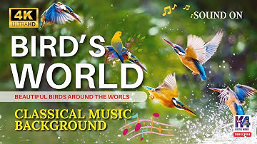 Unlock the Mysterious Secrets of Birds in this Viral Video l Classical Relaxing Music