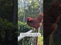 Why build a fence? 🐔🤦♀️ #chicken #ytshorts #chickenlovers #freerangechickens