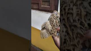 CAN THIS QUAIL FLY || SUBSCRIBE || MS BIRDS