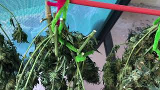 Indoor CBD hemp flower harvest
