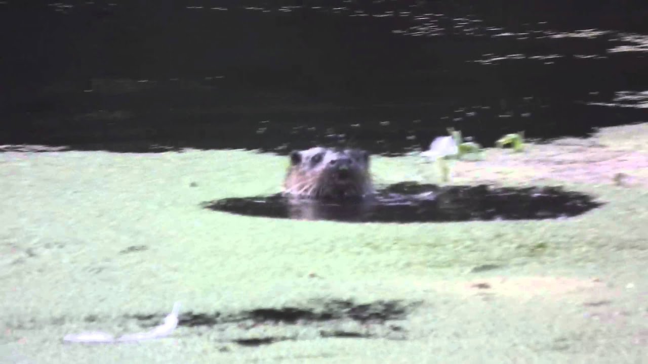 trustworthy แปล Otter hunting in the sunshine in Dorset today