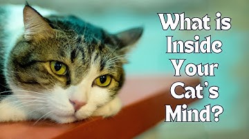 Understanding Language and Signals | What Is Inside Your Cat