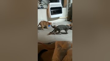 My Cats Tried Catnip For The First Time