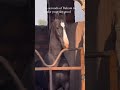 #horse #horsepower