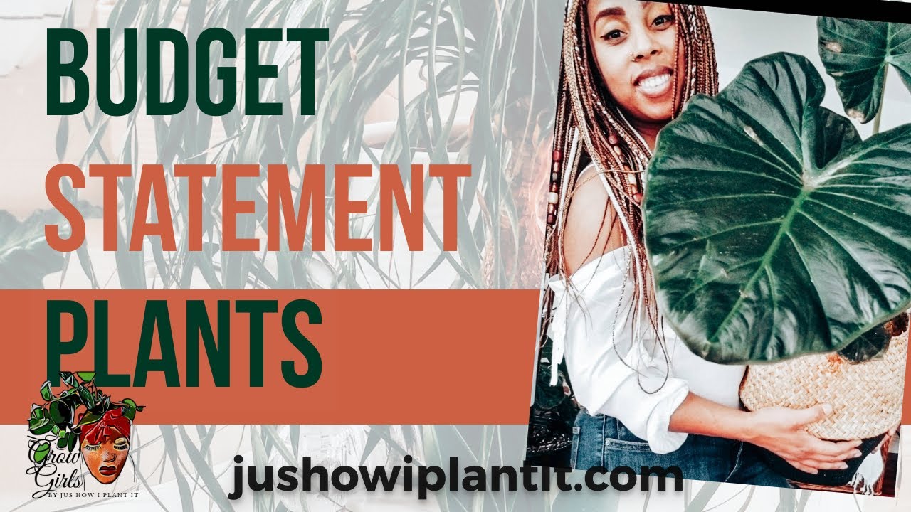 Statement Plants That Are Inexpensive- Budget Friendly Indoor Plants That Make A Big Statement