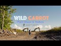 Plant music in nature  wild carrot