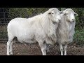 St. Croix Hair Sheep | Parasite Resistant Hardy Browsers