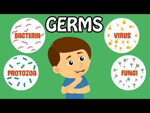 Video: Germs findes i hundesalte