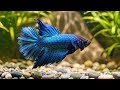 Music that heals the soul - deep relaxation and inner peace