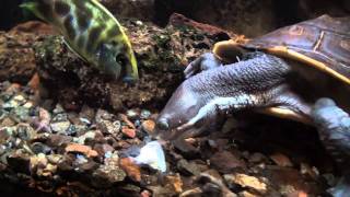 Murray River Turtle vs African Cichlid by FuzzyBeastStudio 3,289 views 12 years ago 31 seconds