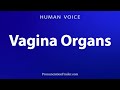 Wie Man Die Vaginalorgane Ausspricht