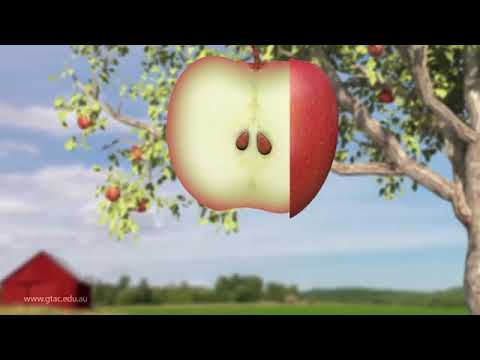 كيف تتحول الثمرة إلى بذرة