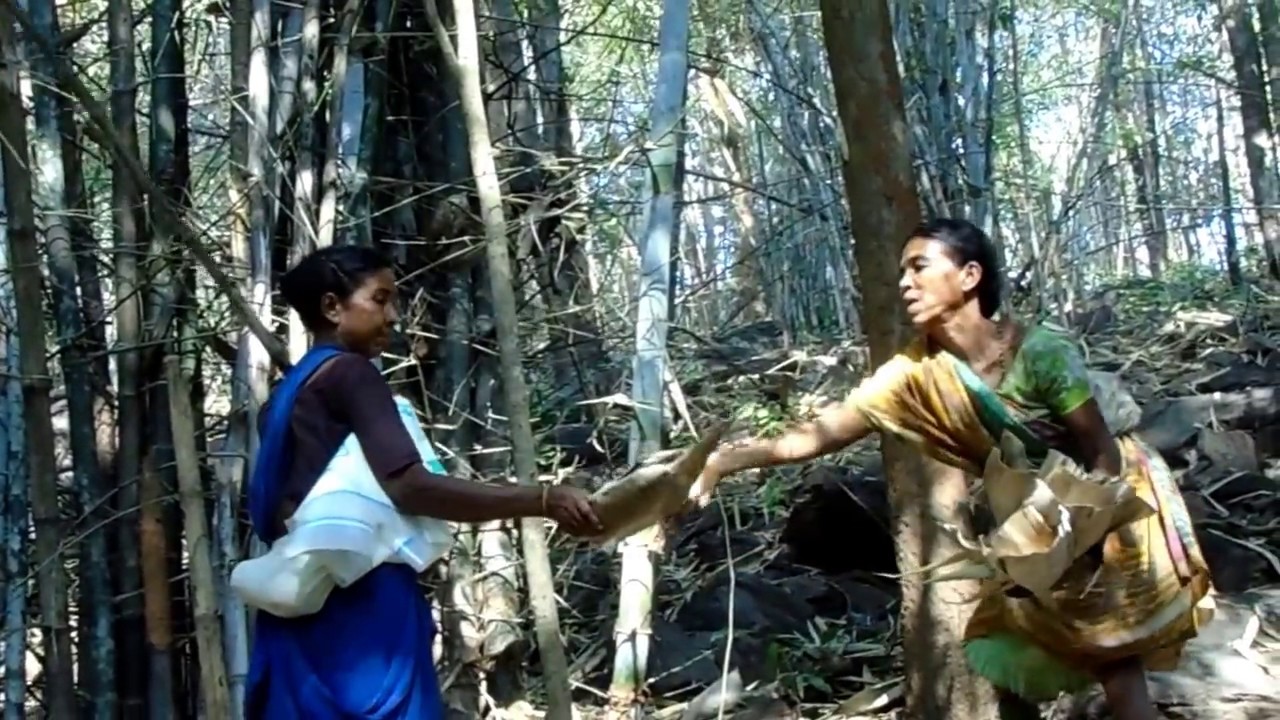 Bamboo sheath collection for making Biodegradable Cups YouTube