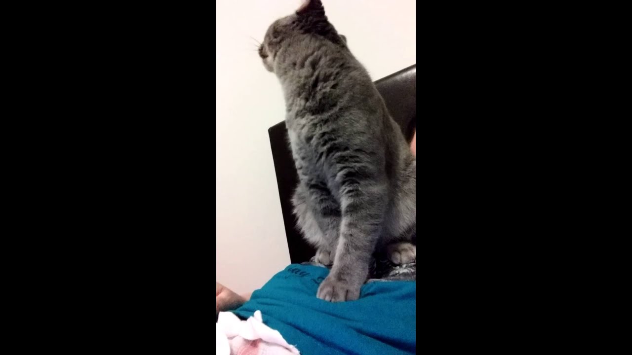 Kitty kneading my full stomach YouTube