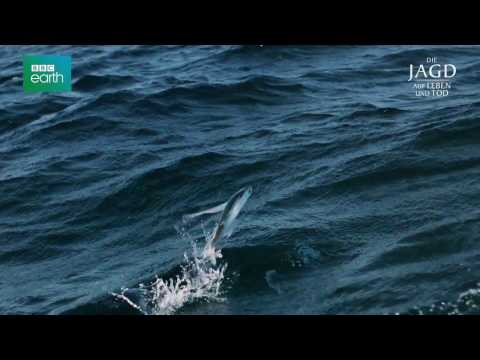 Video: Wo leben Schwertfische?