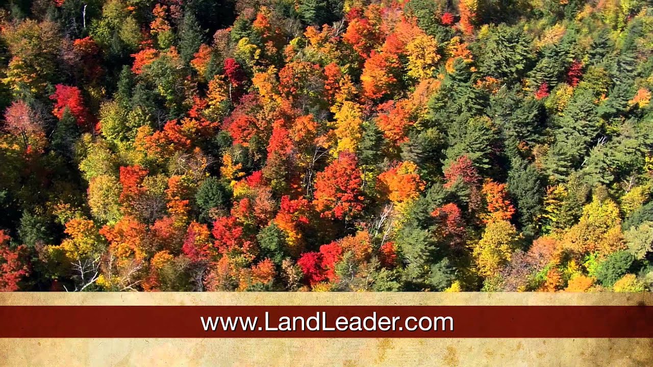 Land Leader Timberland For Sale YouTube