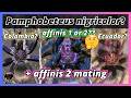 ECUADOR or COLOMBIA? Pamphobeteus nigricolor review + affinis/aff. nigricolor II pairing