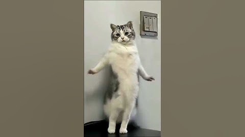 Just Wait 😸😄#funny #comedy #cat #shorts #video