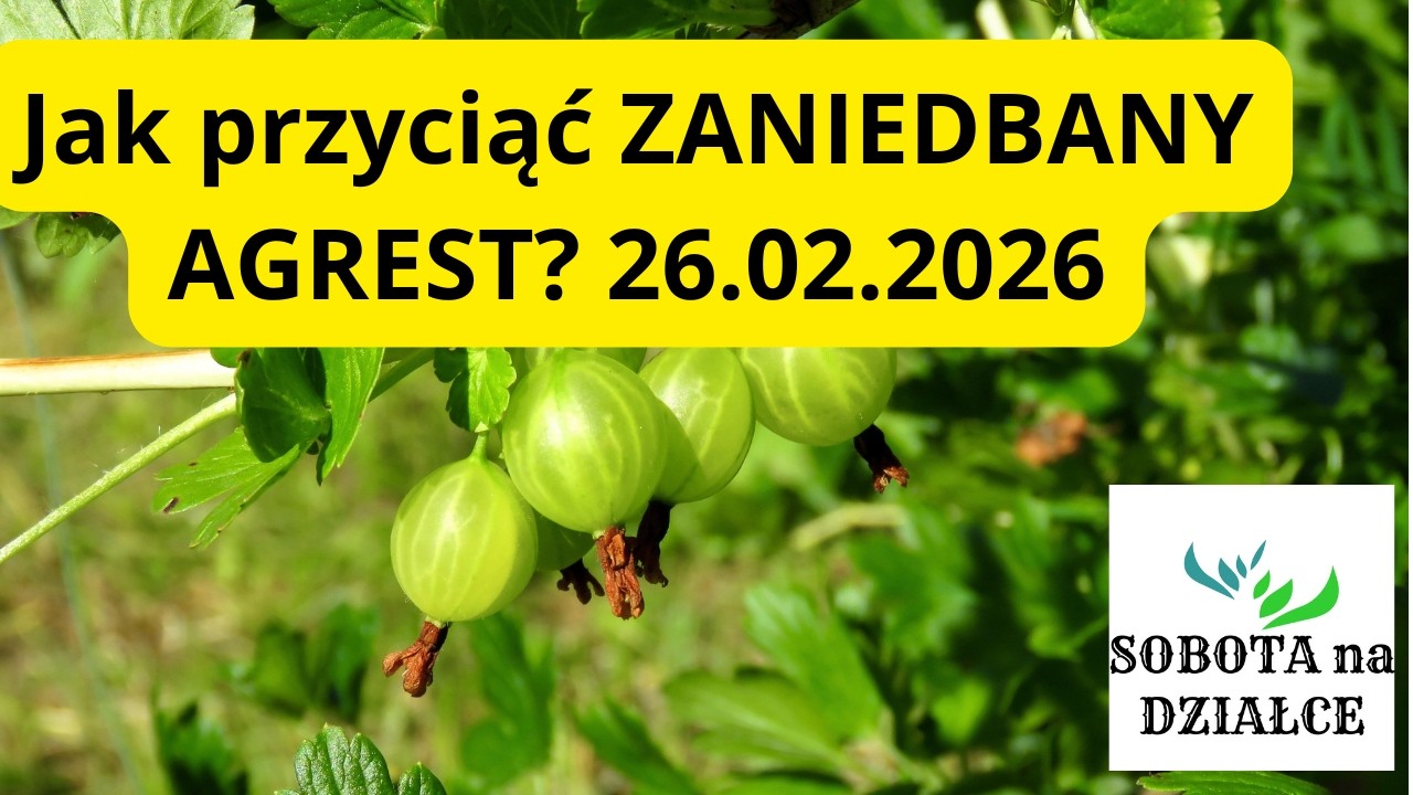 Jak przyciąć zaniedbany AGREST?- 26.02.2026.