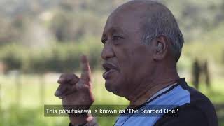 WAKA HUIA: 30 minute documentary on 1835 He Whakaputanga
