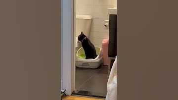 Goblin’s First Experience with Cat Nip || ViralHog