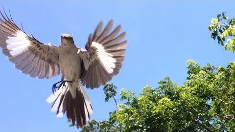 Mockingbirds protect young, divebomb museum-goers