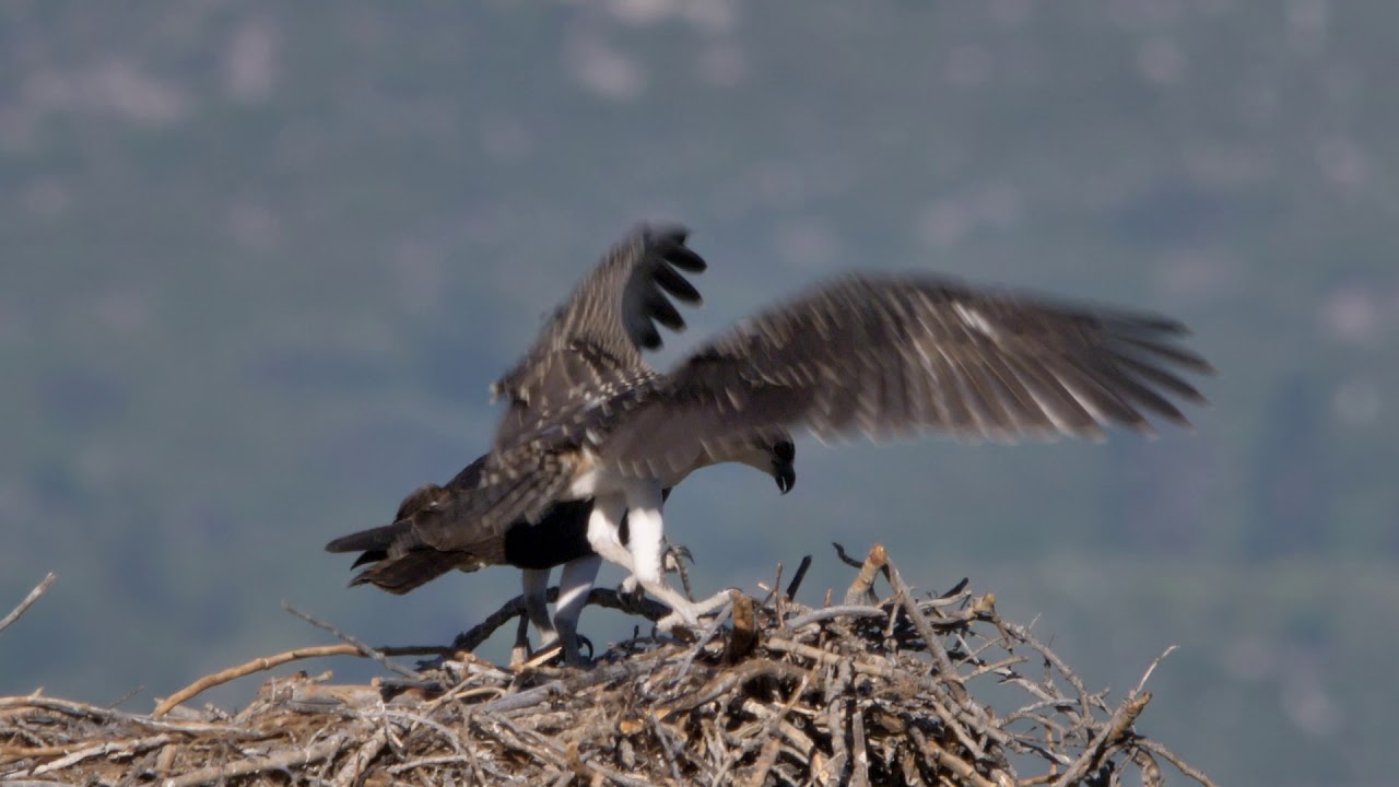 Up Close with Ospreys YouTube