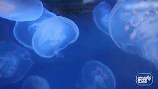 Mesmerizing Jellyfish You Can Touch at St. Louis Aquarium | Relaxing Union Station Footage 🪼2026 screenshot 4
