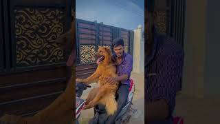 comment panitu ponga  #trending #viral #dog #doglover #reels #love #entertainment #jacky #pets